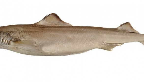 Dogfish