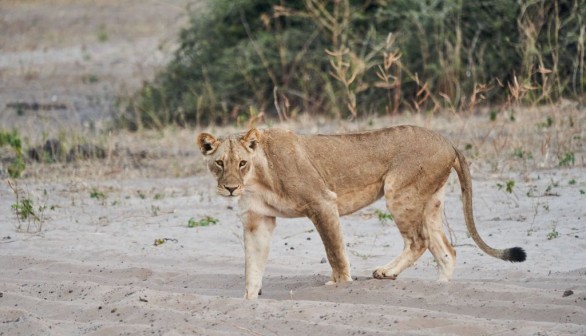 Lioness Sighting in National Park Ends 20-Year Extinction Worries in Chad