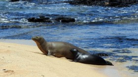 Endangered Hawaiian Monk Seal Pup Born in Coasts of Hawaii, Area Closed for Few Days