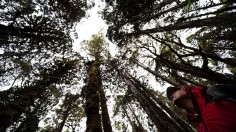 CHILE-ENVIRONMENT-SCIENCE-WEATHER-TREE