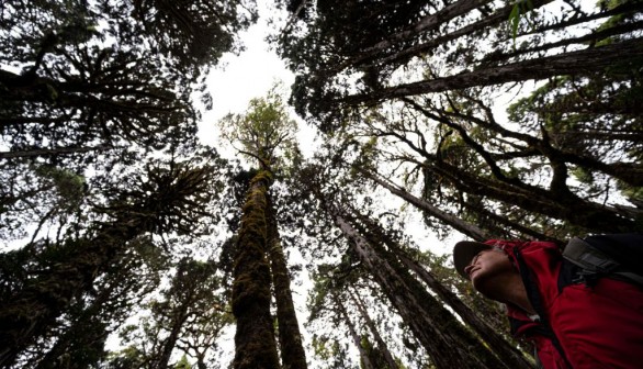 CHILE-ENVIRONMENT-SCIENCE-WEATHER-TREE