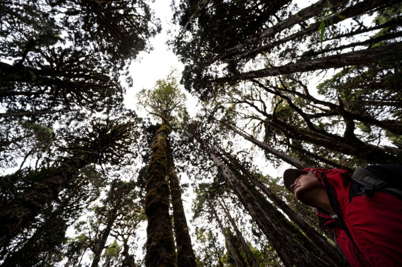 CHILE-ENVIRONMENT-SCIENCE-WEATHER-TREE