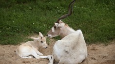 Chicago's Brookfield Zoo Announces Birth of Critically Endangered Addax, 2nd Calf Within 12 Months.