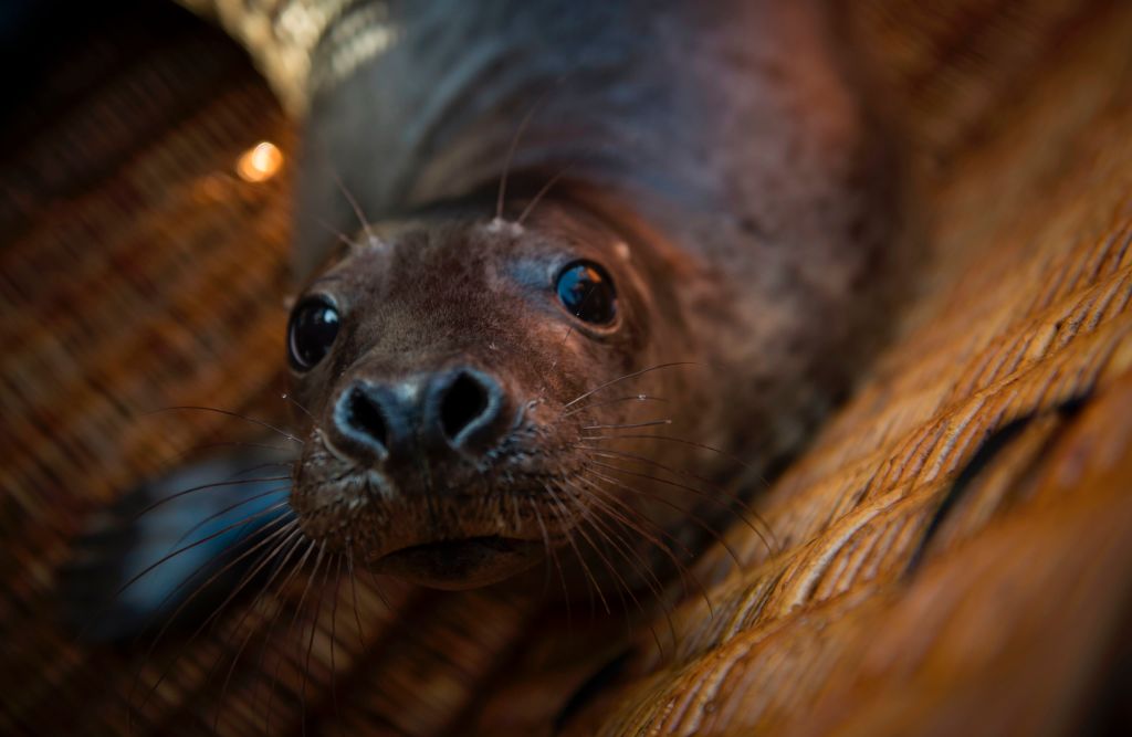 Freeway the Wandering Sea Lion of Southern California Dies - TrendRadars