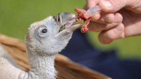 Newborn Endangered Asian King Vulture Fed By Thailand Zoo Caretaker Wearing Vulture Costume