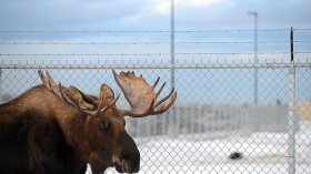 Moose Samples Buttery Popcorn in Alaska Movie Theater