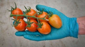 New Tomato Variety Trumps Extreme Drought with High Yields, Low Water Needs — Israel