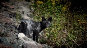 Rare Silver Fox Finally Rescued with Leg Injury After Evading for 2 Weeks