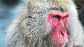 Japanese macaque