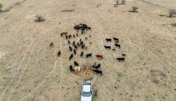 Texas Cattle Deaths