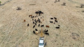 Texas Cattle Deaths