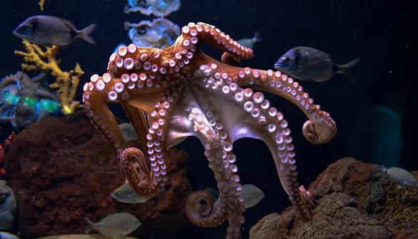 Zebra Octopus Stripes Equivalent to Fingerprint, Key to Identification, Study Says