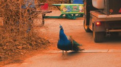 Vicious Peacock Escapes Bronx Zoo, Bites Bystander, Roosts on Nearby Tree