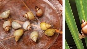 5000 Polynesian Snails Released in Tahiti Might Eradicate Invasive African Snails