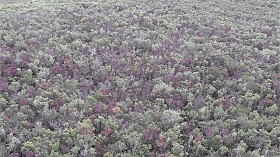 laurel wilt damage to trees in Florida Everglades