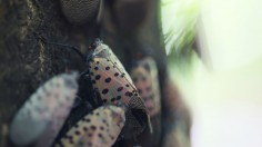 Invasive Lanternfly Continues Spread in New York, Might Take Down Grape and Wine Industry