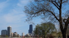 Oldest Tree in Chicago Reaches End of Life Cycle, Slated to Come Down for Public  Safety