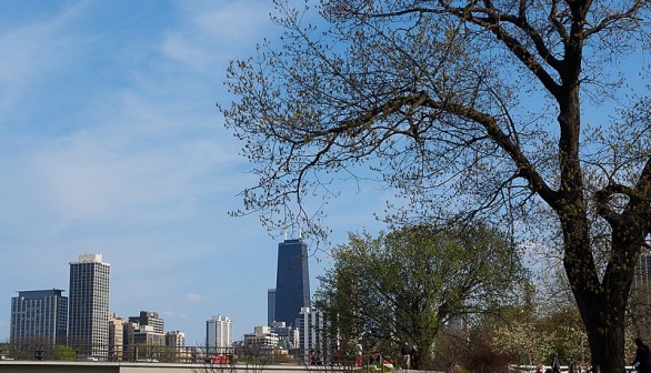 Oldest Tree in Chicago Reaches End of Life Cycle, Slated to Come Down for Public  Safety