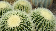Small Barrel Cactus to be Delisted as Threatened  Following Data Analysis