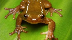 Tree Frogs in Brazil Pollinate Milk Fruit Flowers: First in Amphibians