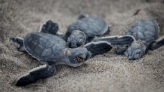 Seaweed Blob Sargassum Potential Problem for Nesting Sea Turtles in Florida