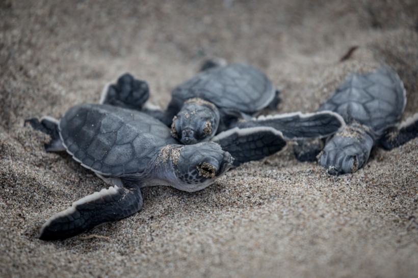 Seaweed Blob Sargassum Potential Problem for Nesting Sea Turtles in Florida