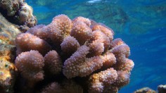 Hawaii Beach Closes for a Week as Cauliflower Coral Spawning Season Starts