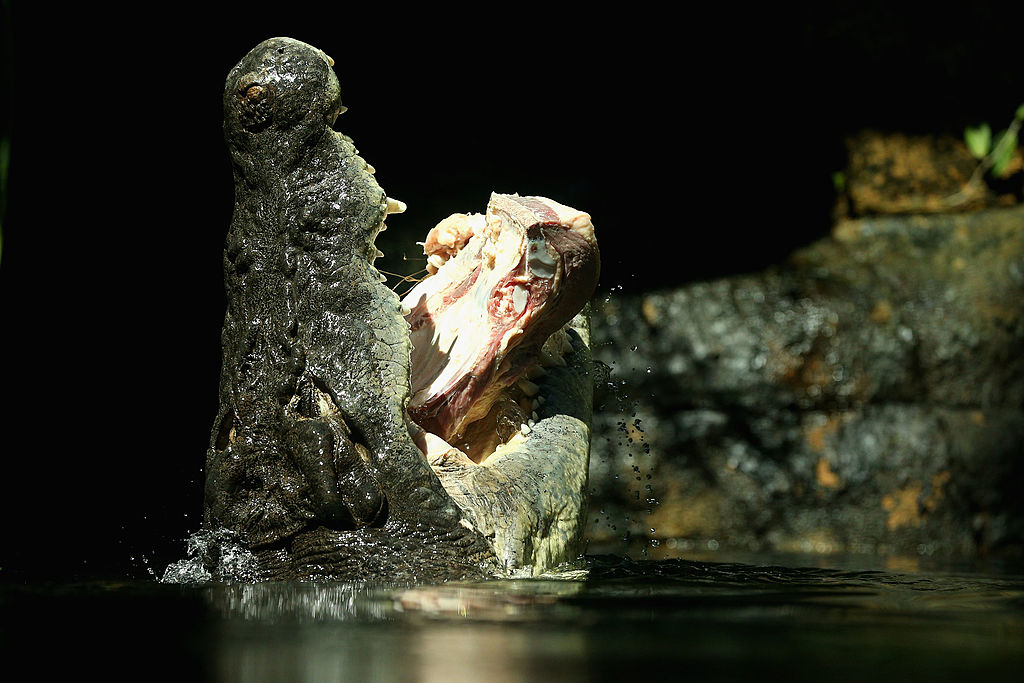 Missing Fisherman Prompts Widespread Australia Crocodile Hunt for Two ...