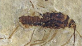 hematophage fossil