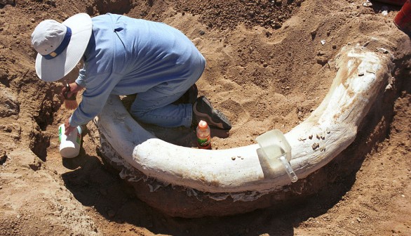 Mammoth Dicovery in Colorado