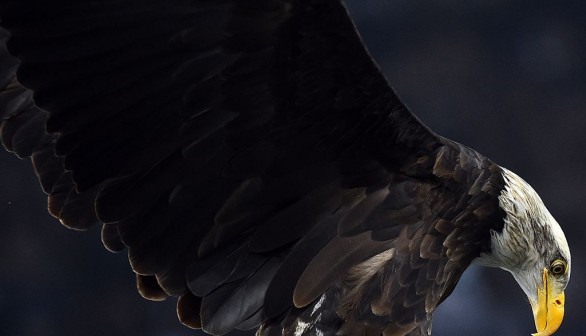 Animal Slaughter Including 4 Bald Eagles in Arkansas Prompts Hunt for Suspects, $5k Reward Offered