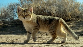 Population of Predatory Sand Cats that Feast on Venomous Snakes Might Be Shrinking, Researchers Worry