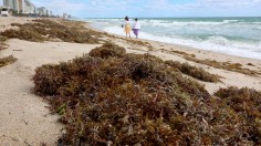 Sargassum Seaweed in Florida Shores Cause Toxicity, Skin Irritation, Respiratory Issues