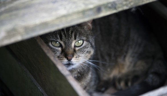 Cat in a Box