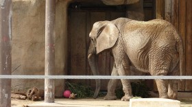 Utah's Hogle Zoo Puts Elephant Care on Hold Breaking 100-Year Streak 