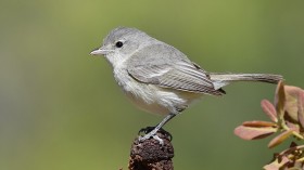 Santa Ana River Trail Construction Halts as Endangered Vireo Bird Nests on Site