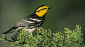 Endangered Golden-Cheeked Warblers Spotted in Cedar Hill After 20 Years of Absence —Texas