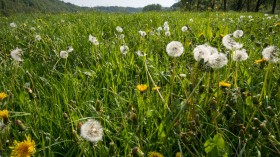 UK University Sows New Meadow for Native Wildflowers To Tackle Biodiversity Crisis