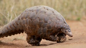 pangolin