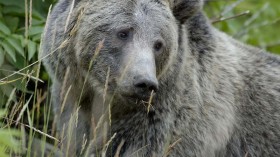 500-Lb Grizzly Bear Slaughtered in Yellowstone National Park