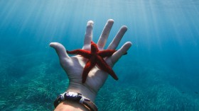 Starfish Facts: Misnamed Stars of the Oceans