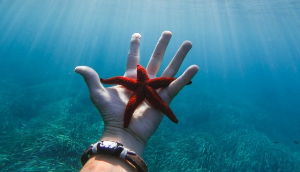 Starfish Facts: Misnamed Stars of the Oceans