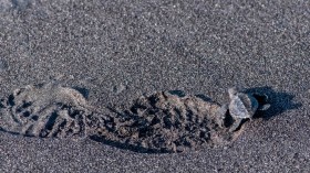 World's Rarest Kemp's Ridley Sea Turtle Lays Clutch of 80 Eggs in Texas Beach