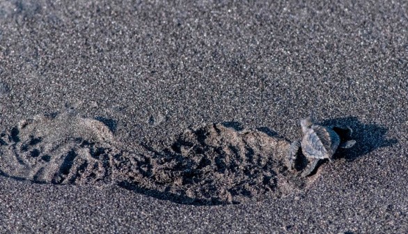 World's Rarest Kemp's Ridley Sea Turtle Lays Clutch of 80 Eggs in Texas Beach