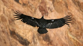 Avian Flu Kills 21 Critically Endangered Condors in 25 Days — Arizona