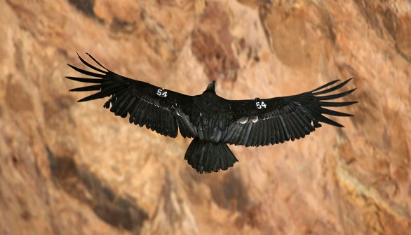 Avian Flu Kills 21 Critically Endangered Condors in 25 Days — Arizona