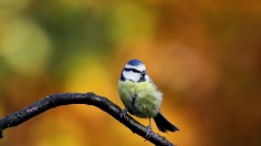 blue tit