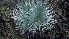 Critically Endangered Silverswords Native Plant Population Bounces Back in Hawaii