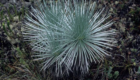 Critically Endangered Silverswords Native Plant Population Bounces Back in Hawaii