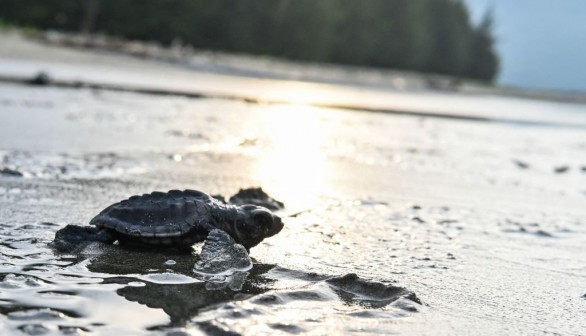 TOPSHOT-INDONESIA-CONSERVATION-SEA TURTLE